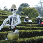 Brewing the Future: How Robotics is Reshaping China’s Ancient Tea Industry