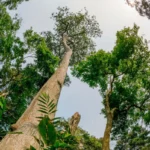The 2030 Biodiversity Crisis: A Race Against Time as Global Targets Stall