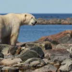 The Arctic’s Silent Collapse: Why We Are Abandoning the Frontlines of Climate Change