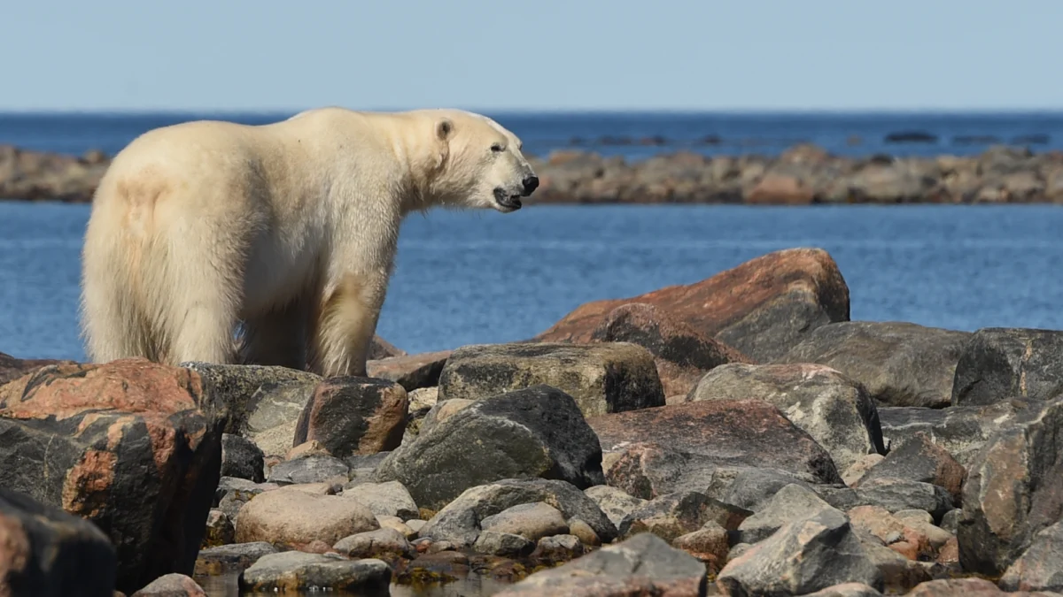 The Arctic’s Silent Collapse: Why We Are Abandoning the Frontlines of Climate Change