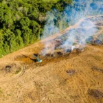 The Great Biodiversity Funding Deficit: A Systemic Failure Ahead of COP17
