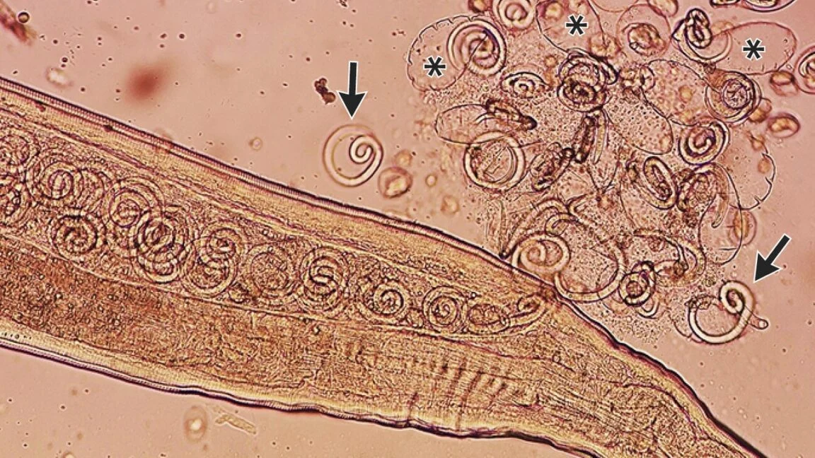 The Parasitic Passenger: Inside the Complex Life Cycle of Thelazia callipaeda